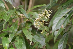 Critonia hospitalis