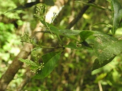 Chromolaena quercetorum