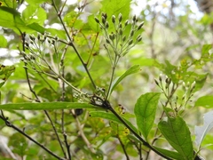 Chromolaena quercetorum