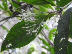 Chromolaena quercetorum