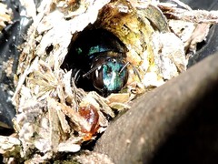 Eufriesea mexicana