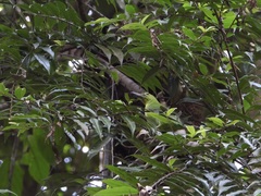 Chloropsis sonnerati