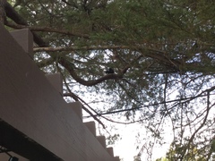 Sciurus carolinensis