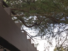 Sciurus carolinensis