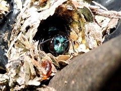 Eufriesea mexicana