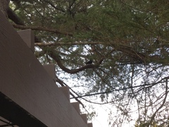 Sciurus carolinensis