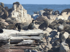 Phalacrocorax neglectus