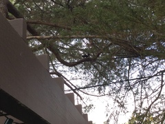 Sciurus carolinensis