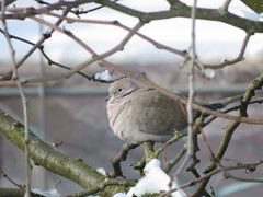 Streptopelia decaocto