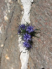 Phyteuma hedraianthifolium