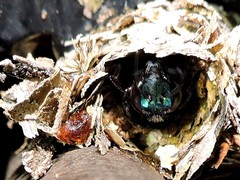 Eufriesea mexicana