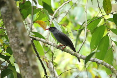 Hypsipetes ganeesa