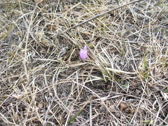 Colchicum trigynum