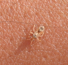 Thaumastocoridae