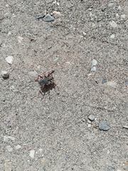 Apterocaulus heterogama