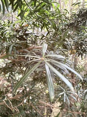 Podocarpus latifolius
