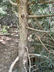 Podocarpus latifolius