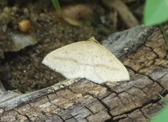 Palaeaspilates inoffensa