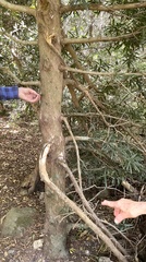 Podocarpus latifolius