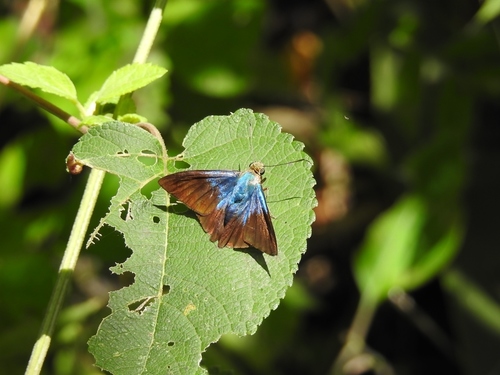 Astraptes creteus