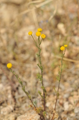 Pentziinae