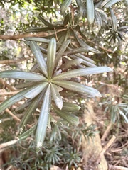 Podocarpus latifolius