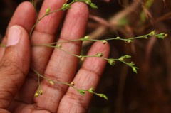 Linum mysorense