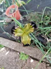 Iris tuberosa