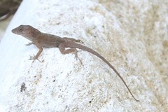 Anolis cybotes