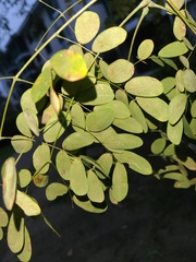 Erythrostemon mexicanus