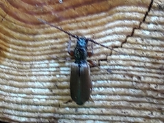 Tetropium castaneum