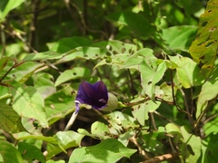 Ipomoea lindenii