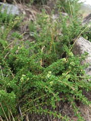 Acantholippia seriphioides