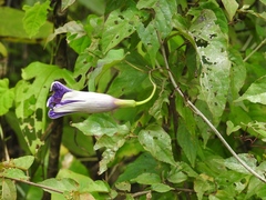 Ipomoea lindenii