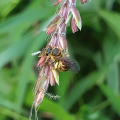 Lipotriches ceratina
