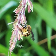 Lipotriches ceratina