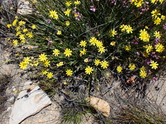 Osteospermum asperulum