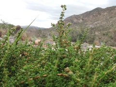 Acantholippia seriphioides