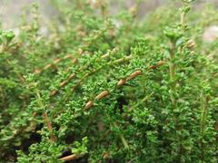 Acantholippia seriphioides