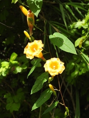 Ipomoea aurantiaca