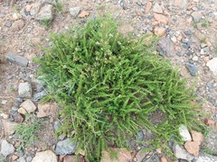Acantholippia seriphioides