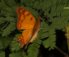 Polyura zoolina