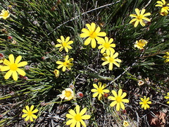 Osteospermum asperulum