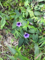 Ipomoea lindenii