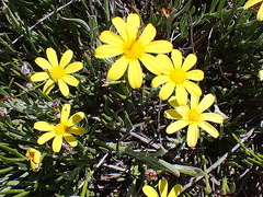 Osteospermum asperulum