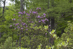 Rhododendron sichotense
