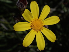 Osteospermum asperulum