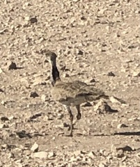 Chlamydotis macqueenii