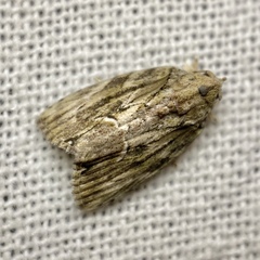 Etanna breviuscula