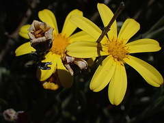 Osteospermum asperulum